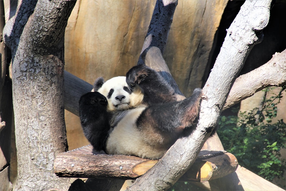 Panda spielt auf Ast