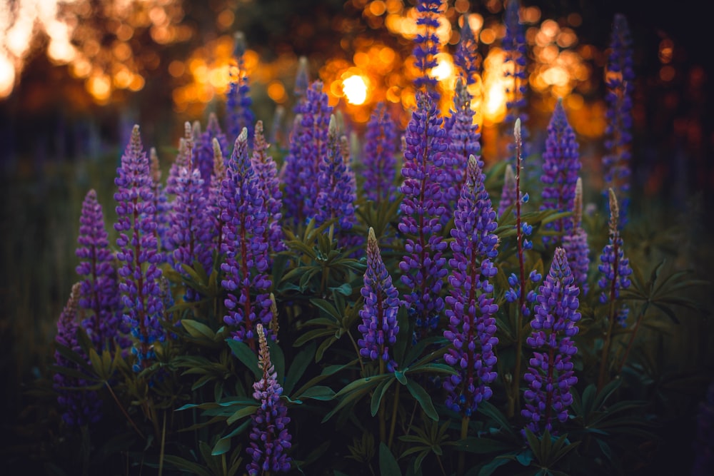 purple lavander