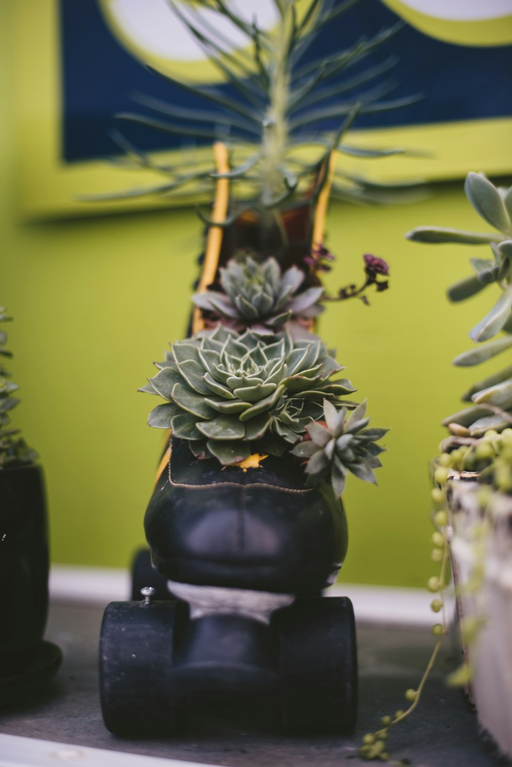 green succulent plant on roller skate