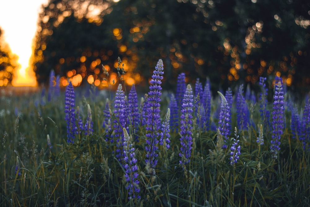 cluster of purple flowers