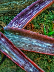 Herbal Hair Oil