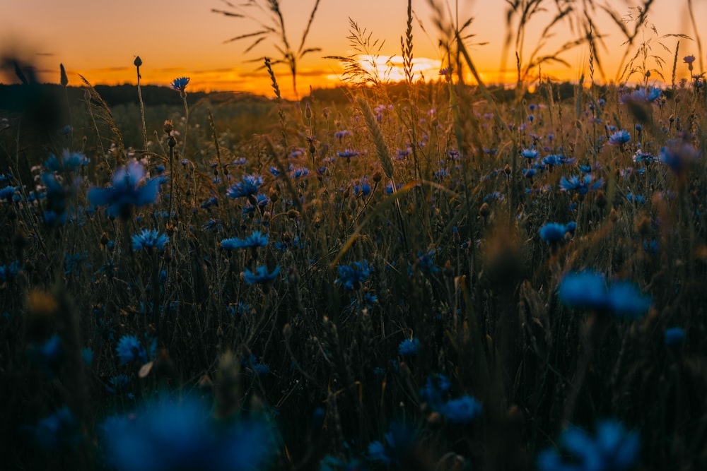 purple flowers