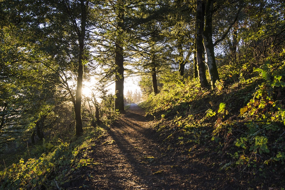 green trees during sunrise