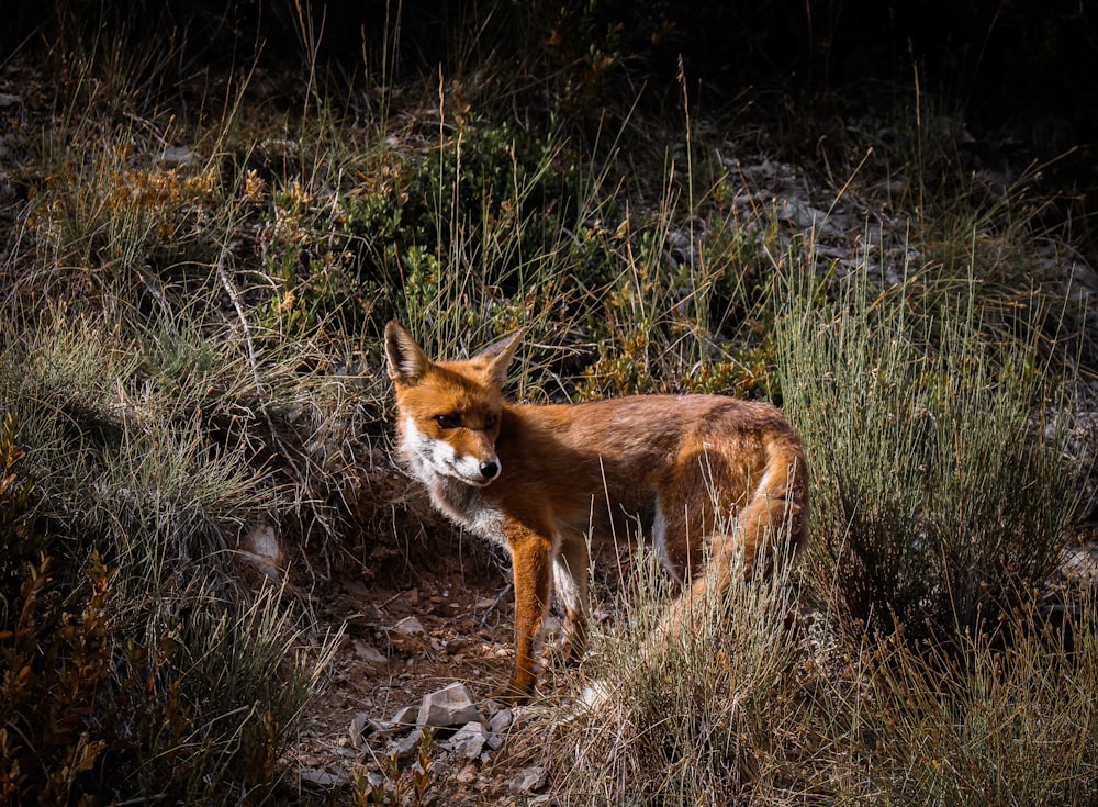 Photo de renard brun près des herbes