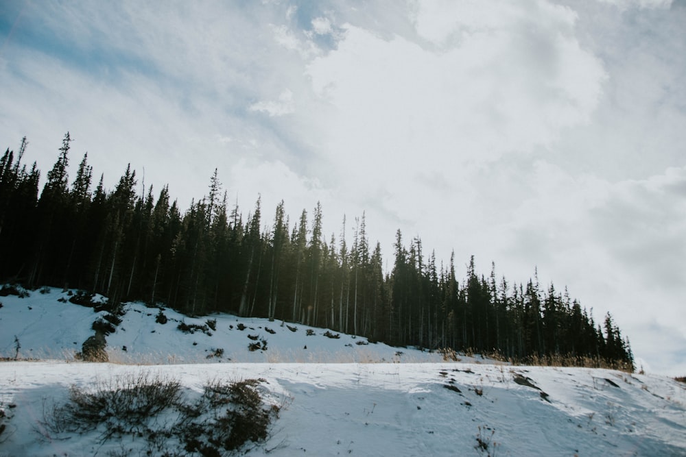 snow covered mountain with pine trees at daytime