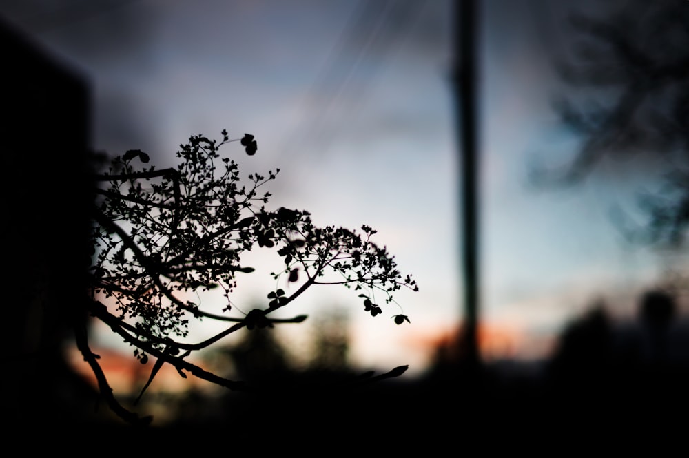 a blurry photo of a tree with a sky in the background