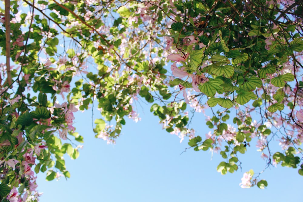 青空の下でピンクの花を咲かせる木