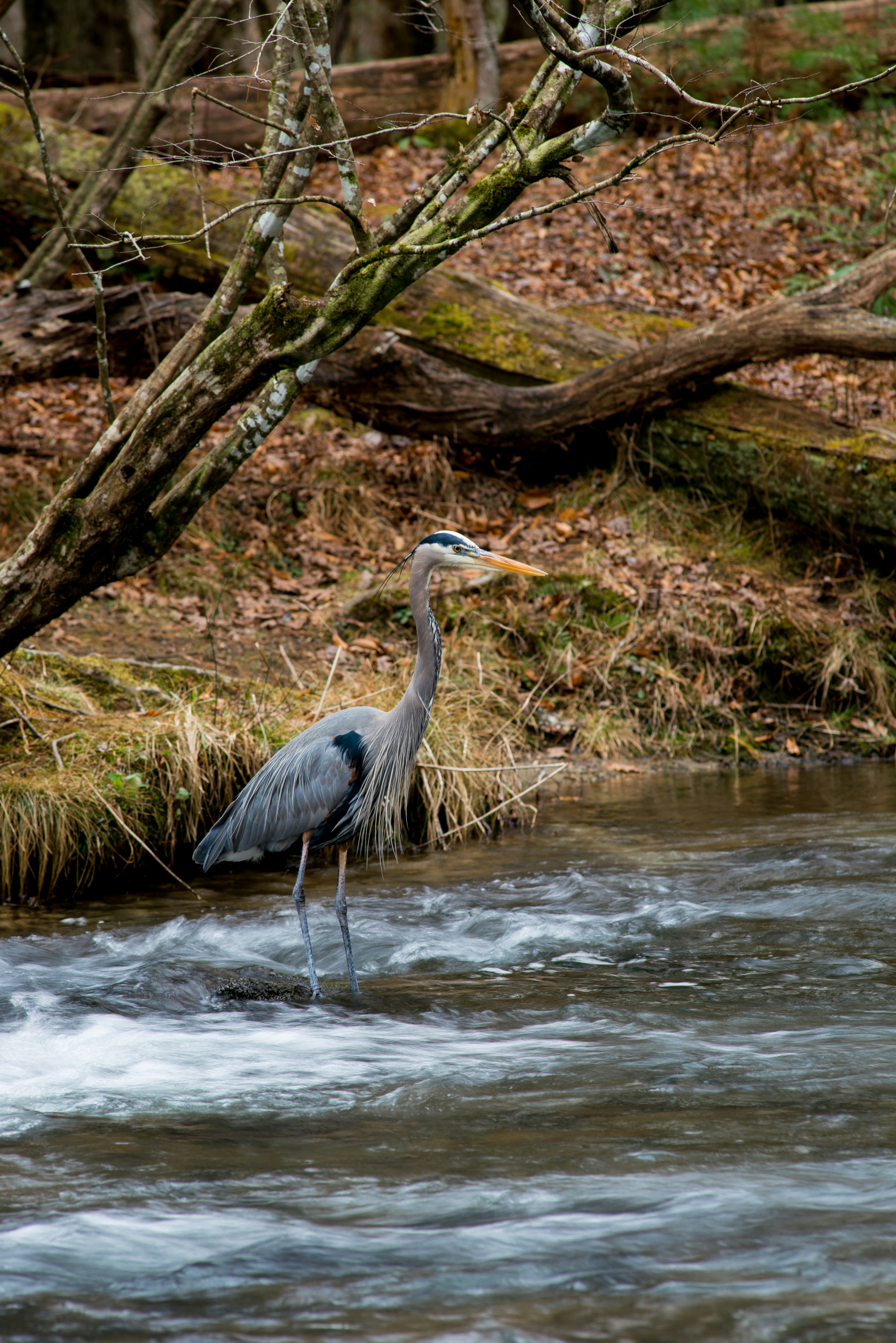 Natural Habitat Pictures Download Free Images On Unsplash
