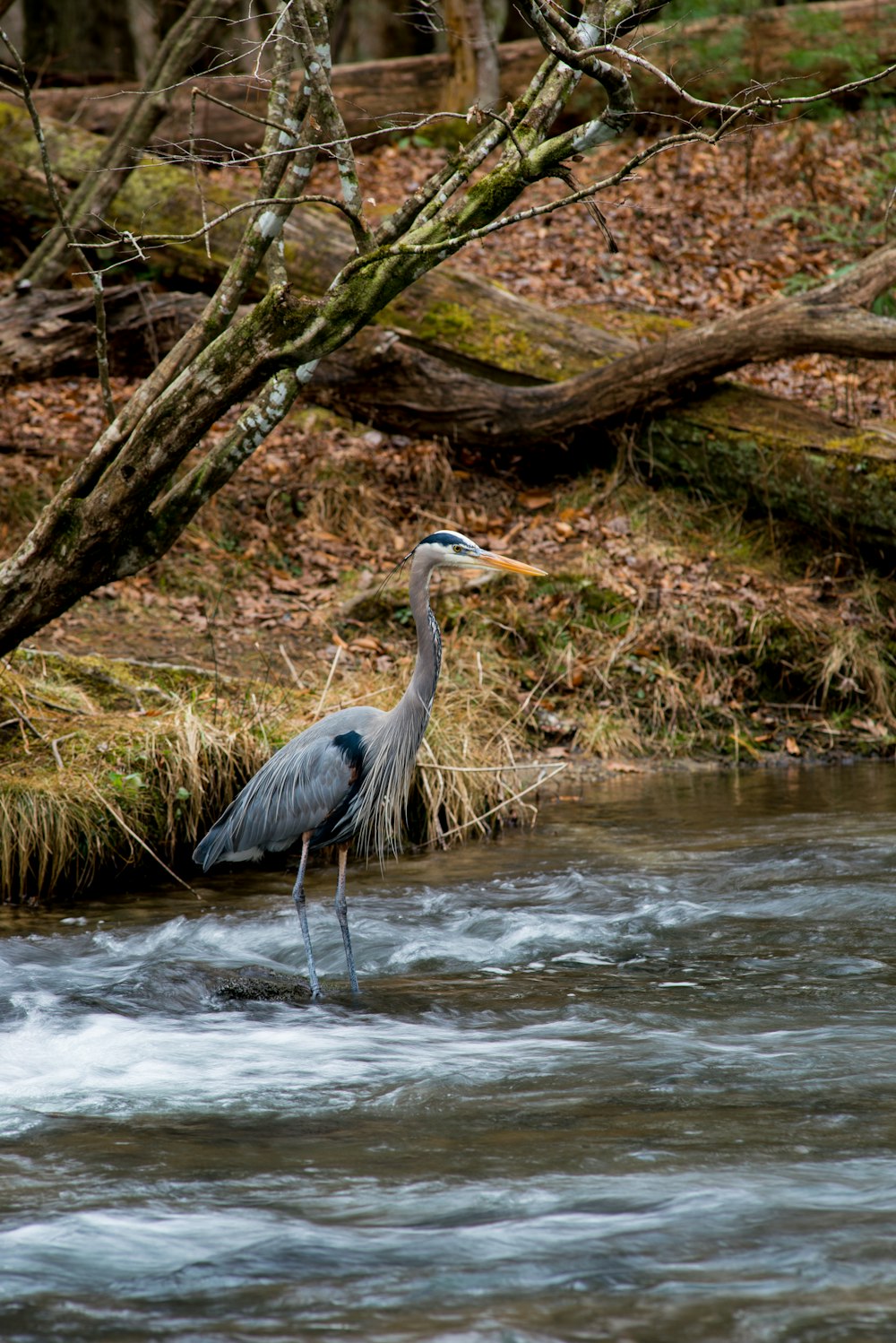 gray bird with long beak and legs in body of water