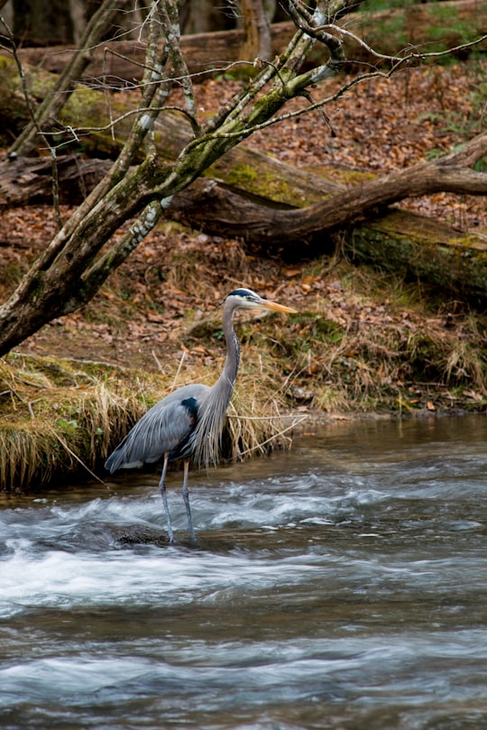 gray bird with long beak and legs in body of water in Cades Cove United States