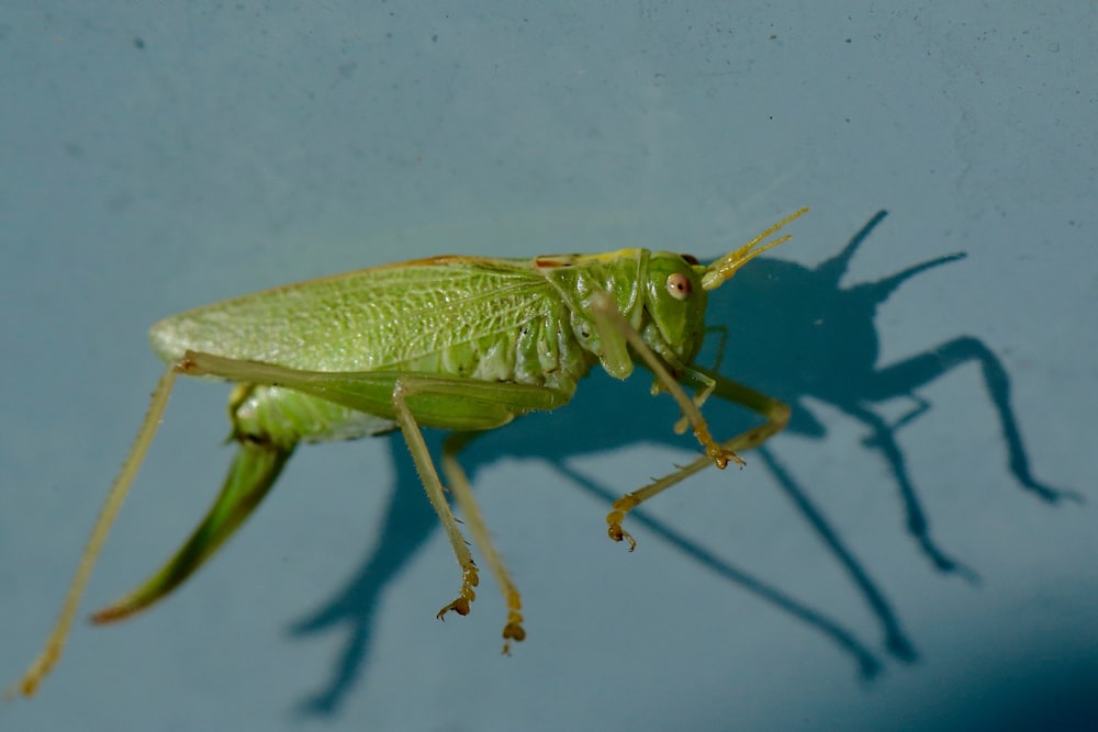 green grasshopper photography