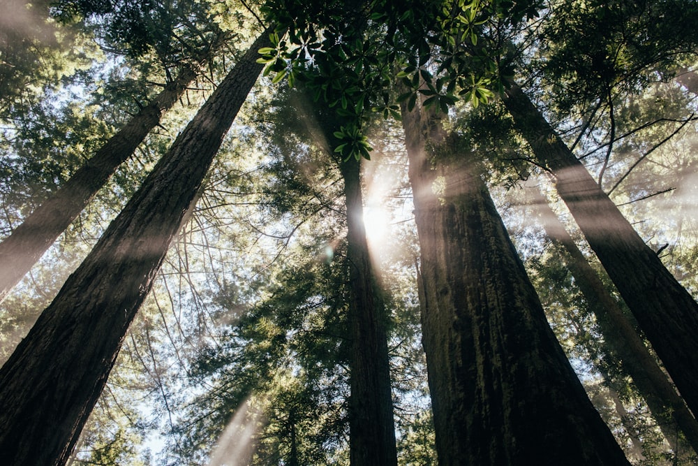 low angle photography of trees at daytime