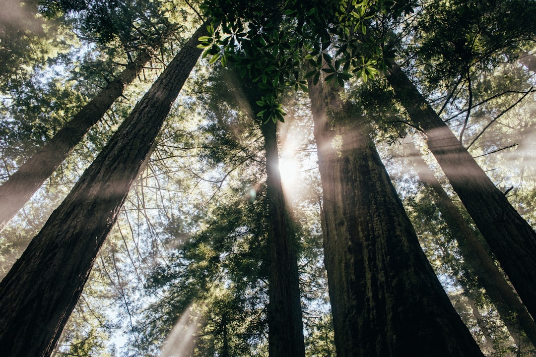 low angle photography of trees at daytime, Redwood forest in Del Norte