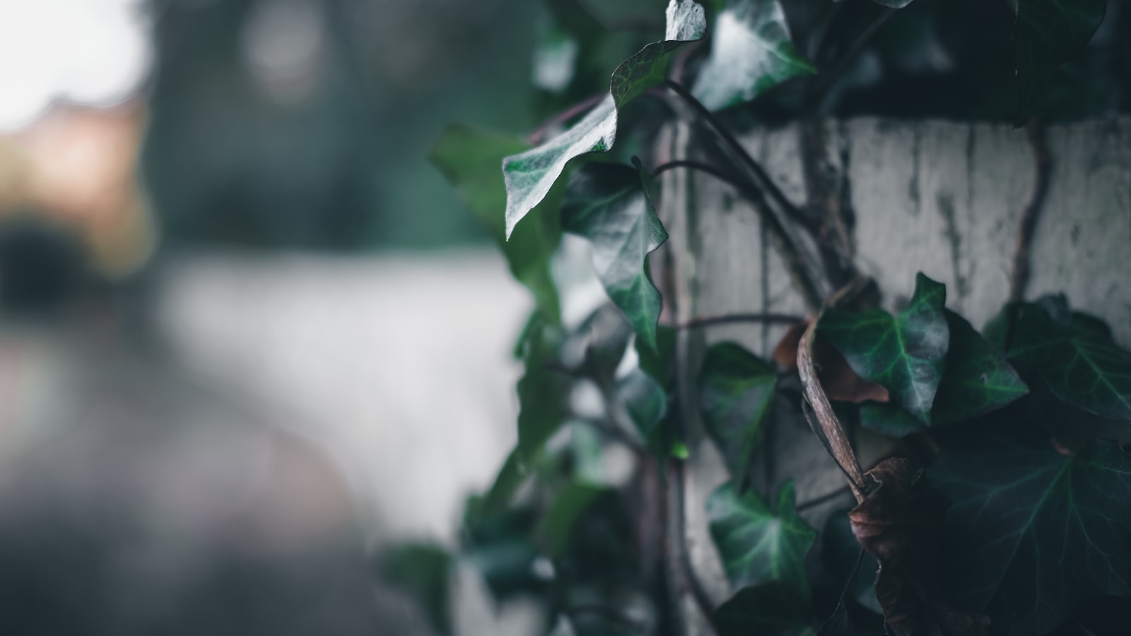 Fujifilm X-T20 + Fujifilm XF 35mm F2 R WR sample photo. Green leaves photography