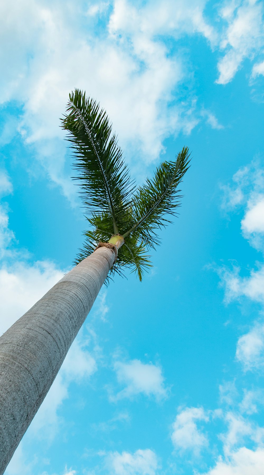 Foto de ángulo bajo de palmera