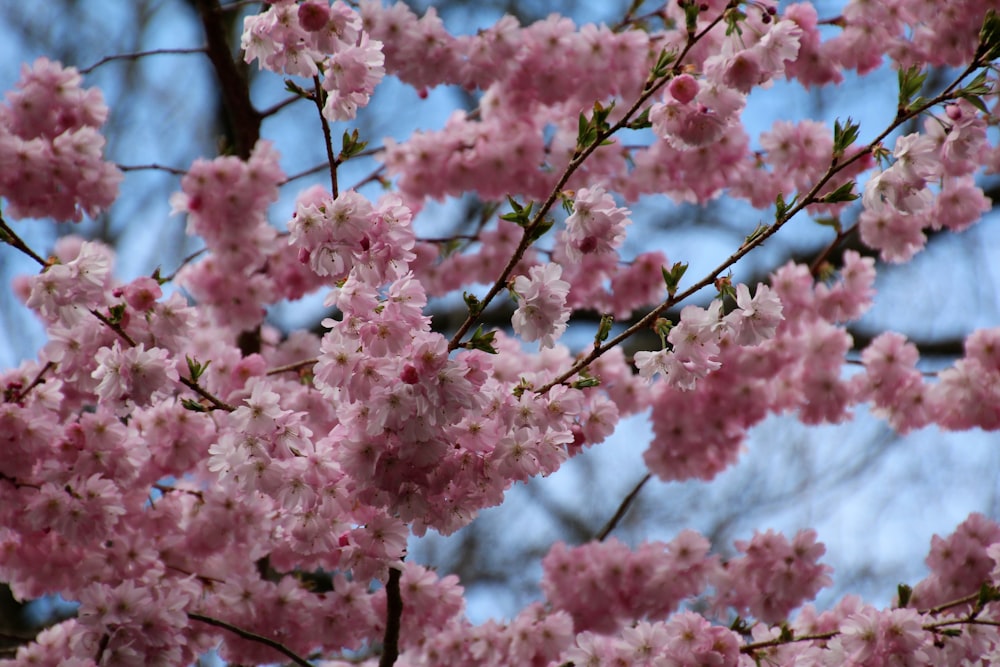 昼間の青空にピンク色の桜