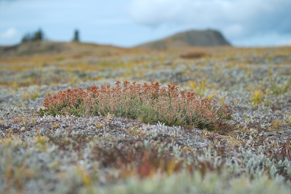 fotografia de foco seletivo de flores de pétalas vermelhas