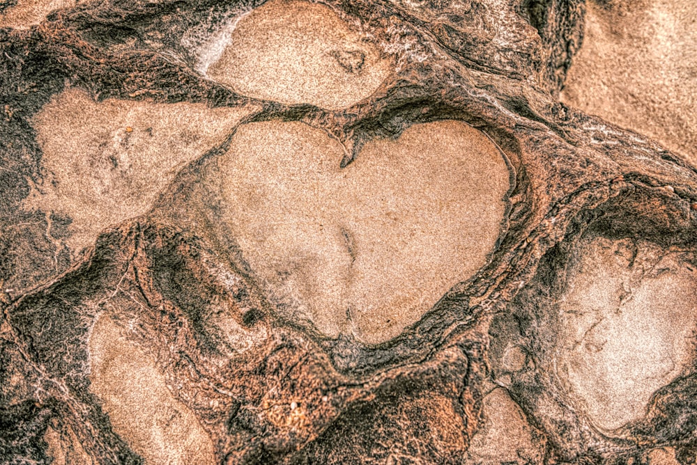Una roca en forma de corazón en medio de un árbol