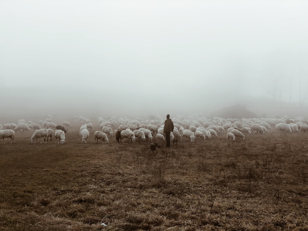 子羊の群れのそばに立つ人