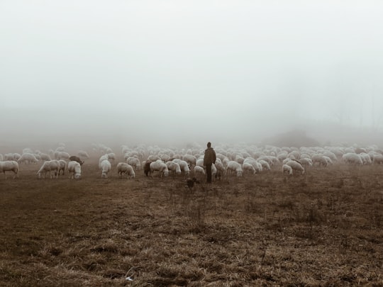 person standing near herd of lambs in Biella Italy