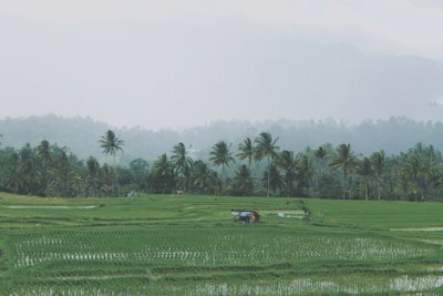A tranquil landscape of lush green rice fields in Cambodia.