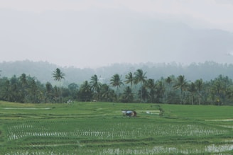 A tranquil landscape of lush green rice fields in Cambodia.