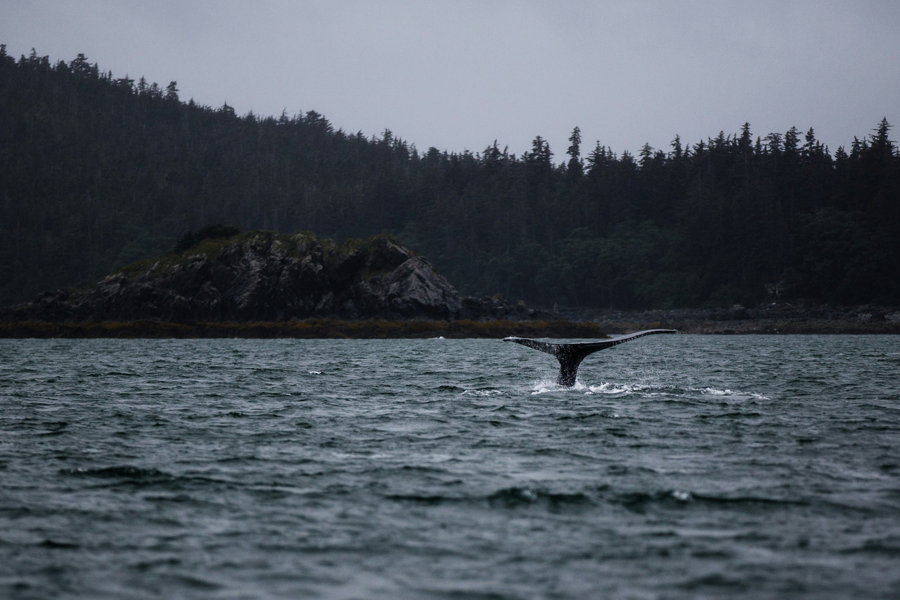 humpback whale