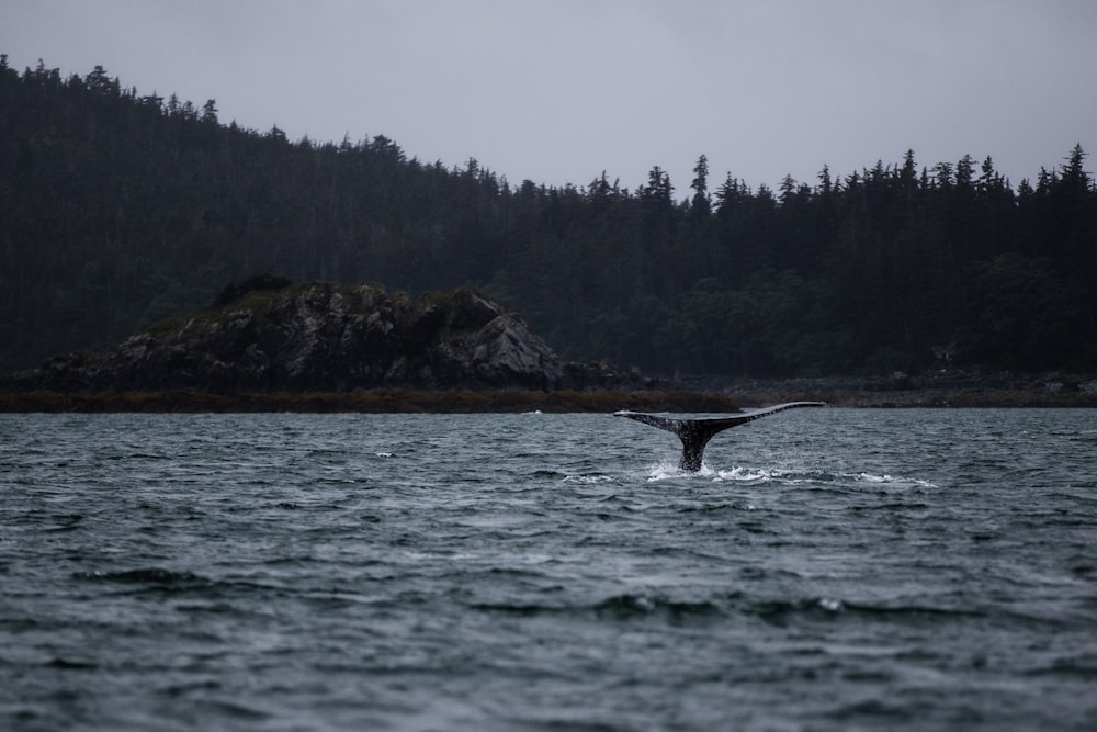 whale tail above body of water