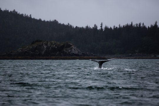 whale tail above body of water in Juneau United States