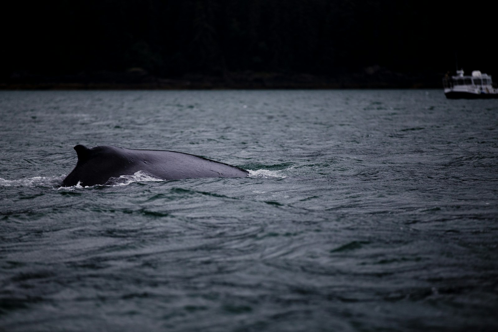 Canon EF 70-200mm F2.8L IS II USM sample photo. Photograph of whale photography