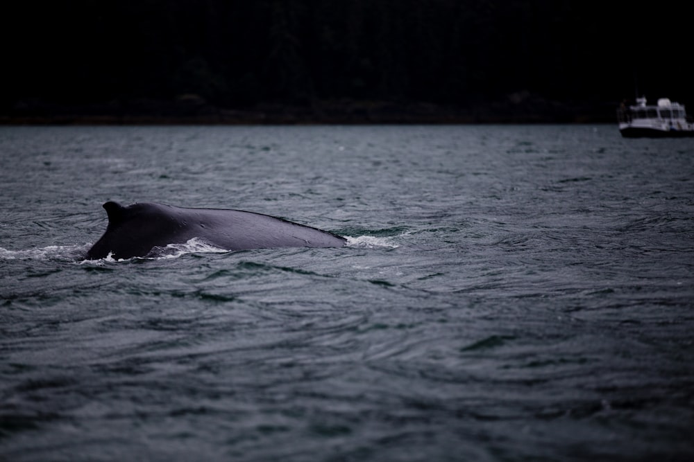 photograph of whale