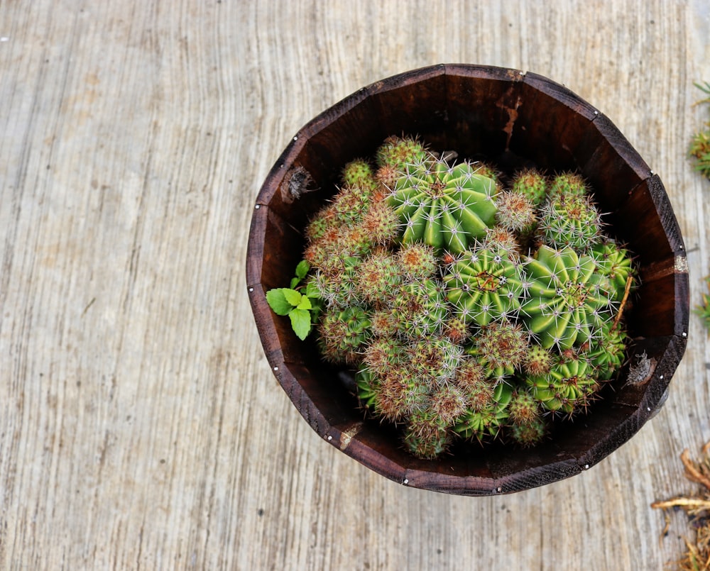 green cacti in brown pot