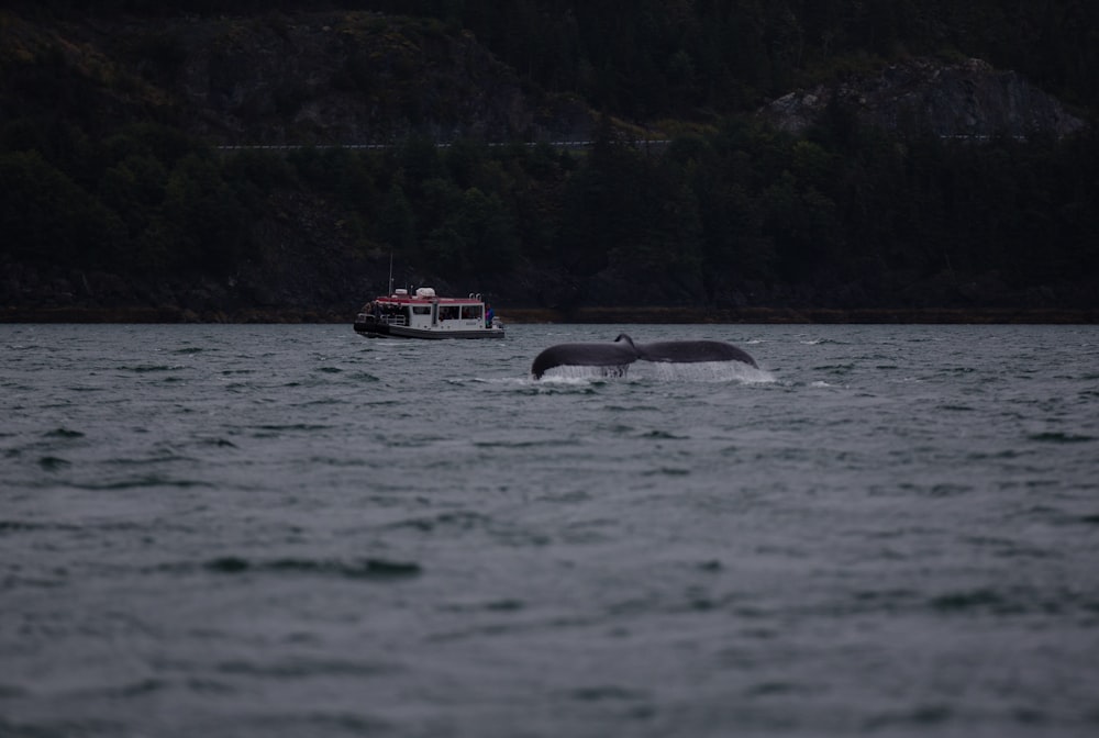 whale on body of water