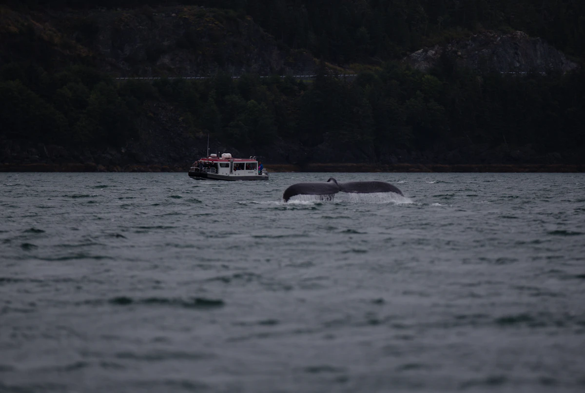 Alaska Whale Watching 2026 — Where, When, and Which Tours Are Worth It