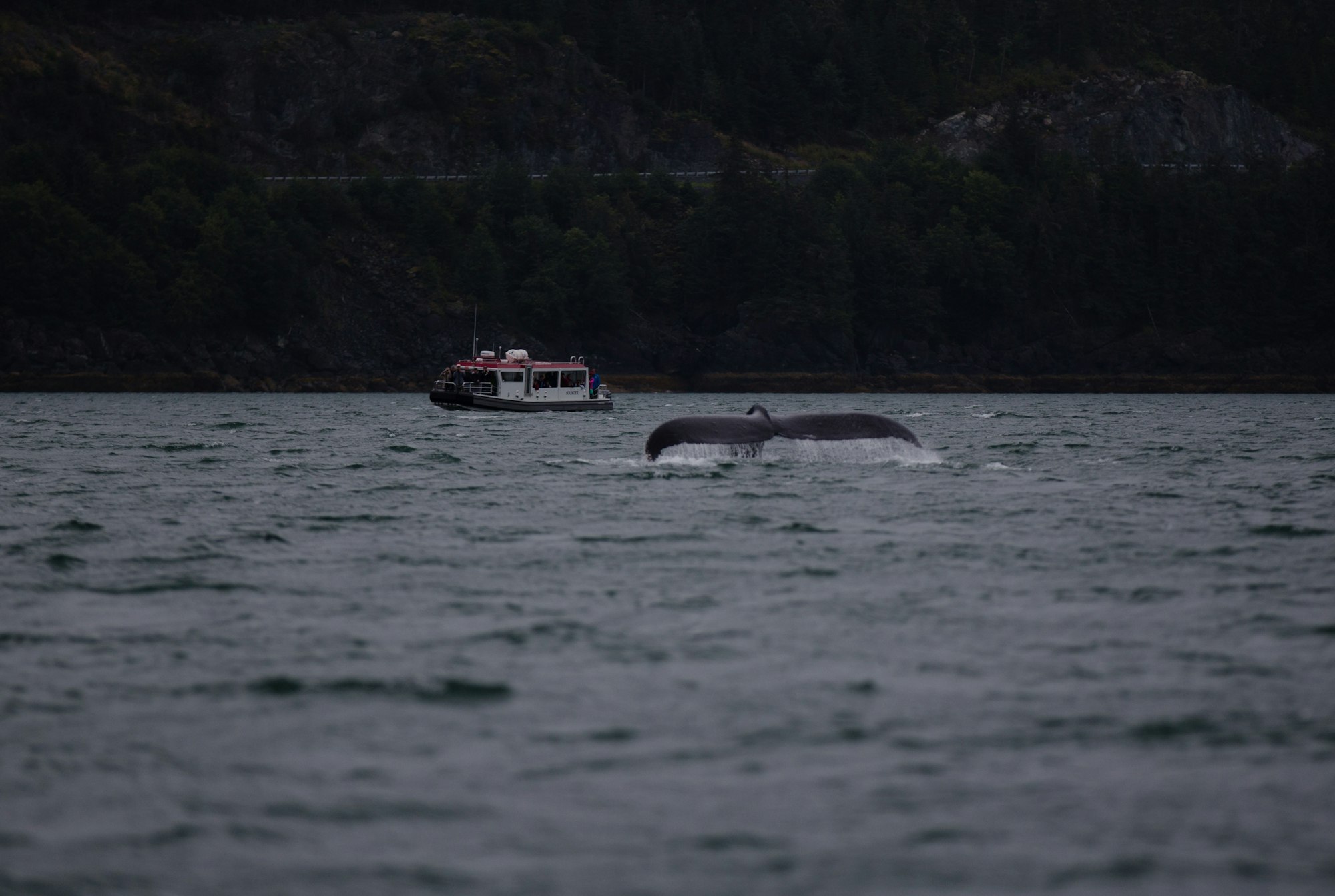 whale on body of water with boat watching