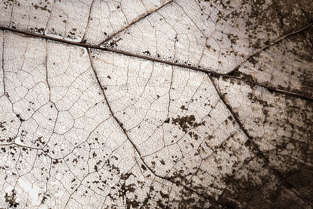 Minimal abstract natural texture
