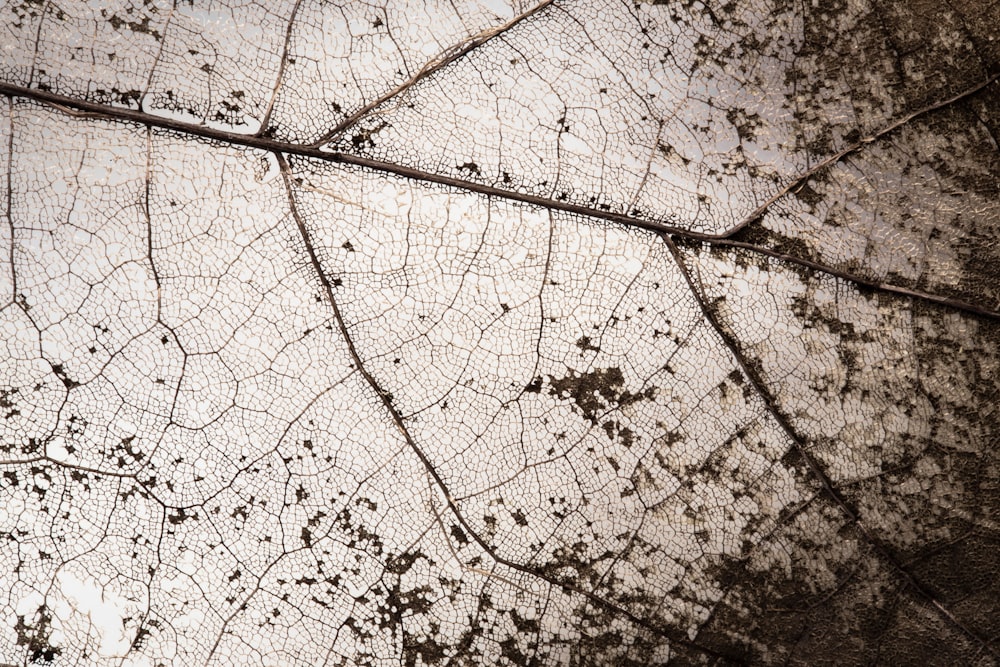 a close up of a leaf's texture