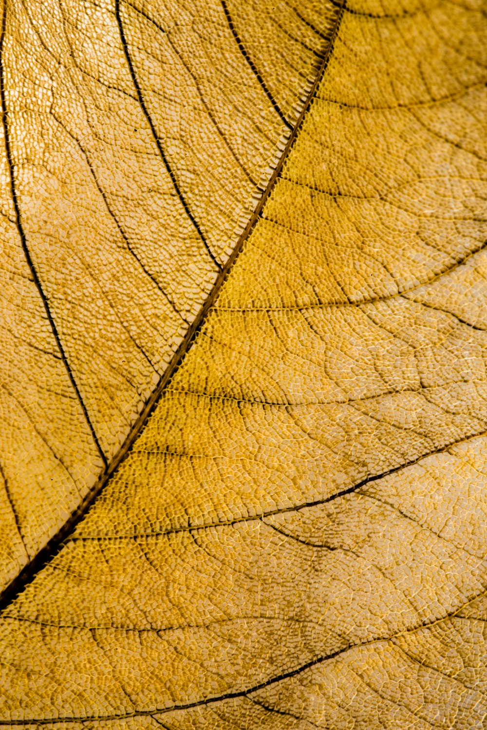 brown leaf