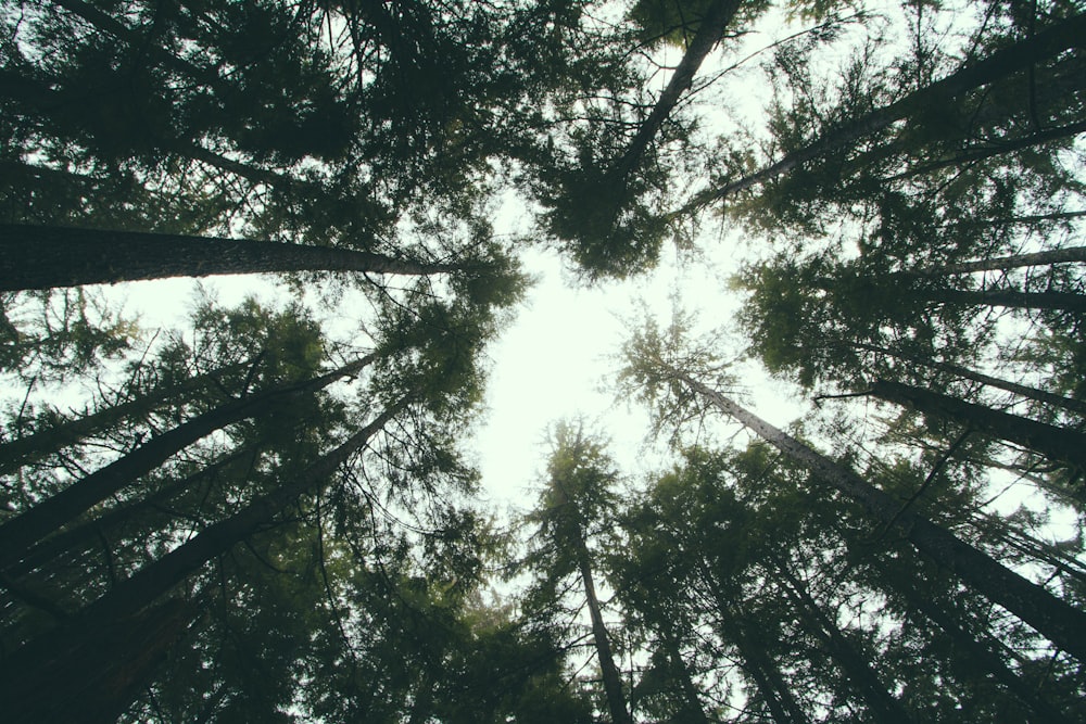 worms eye view photography of green leafed trees