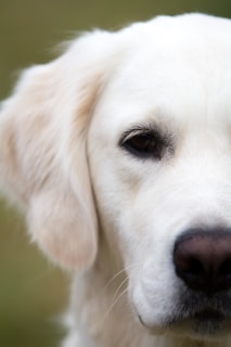 a close up of a white dog's face