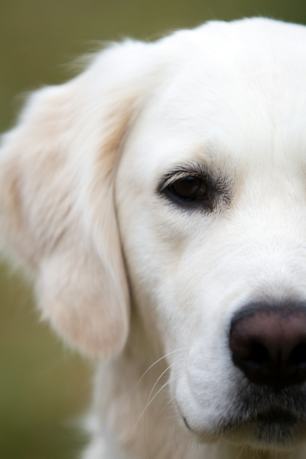 Eine Nahaufnahme des Gesichts eines weißen Hundes