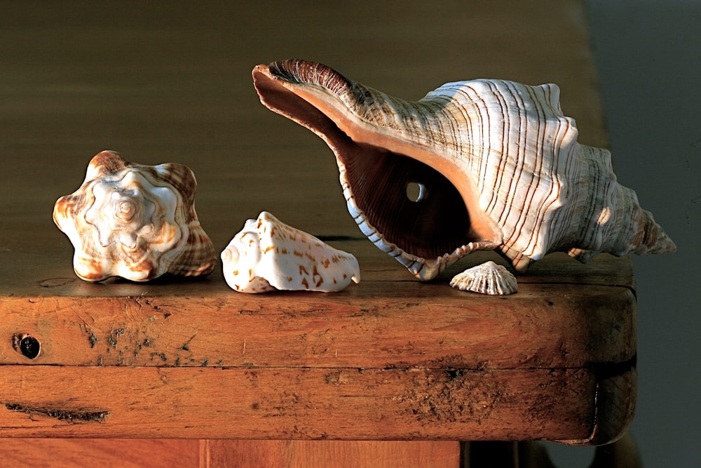 white and brown sea shell on table