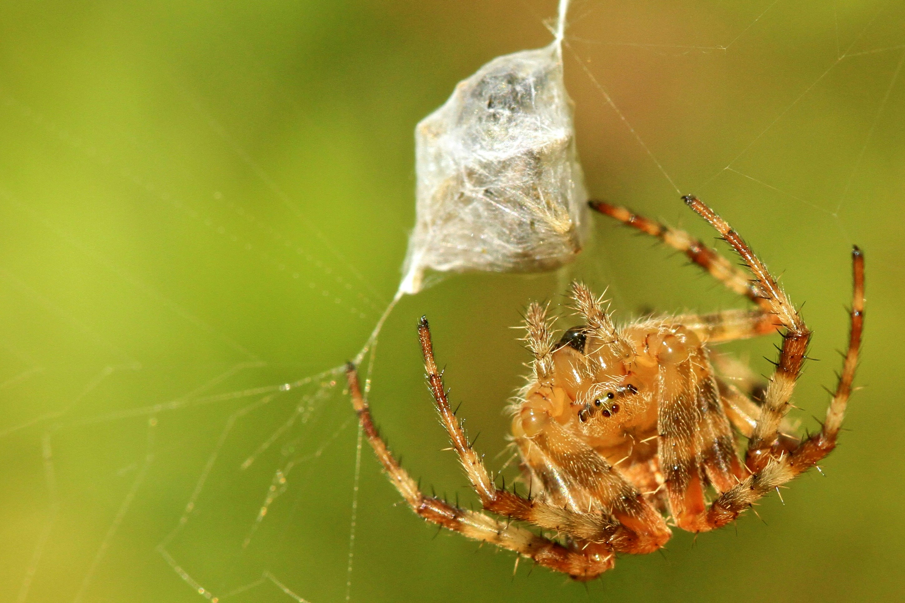brown orb weaver hanging on web spider teams background