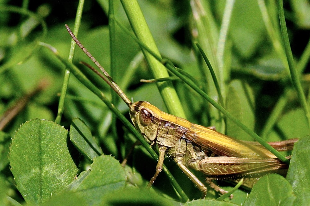 brown grasshopper on green leafed plant