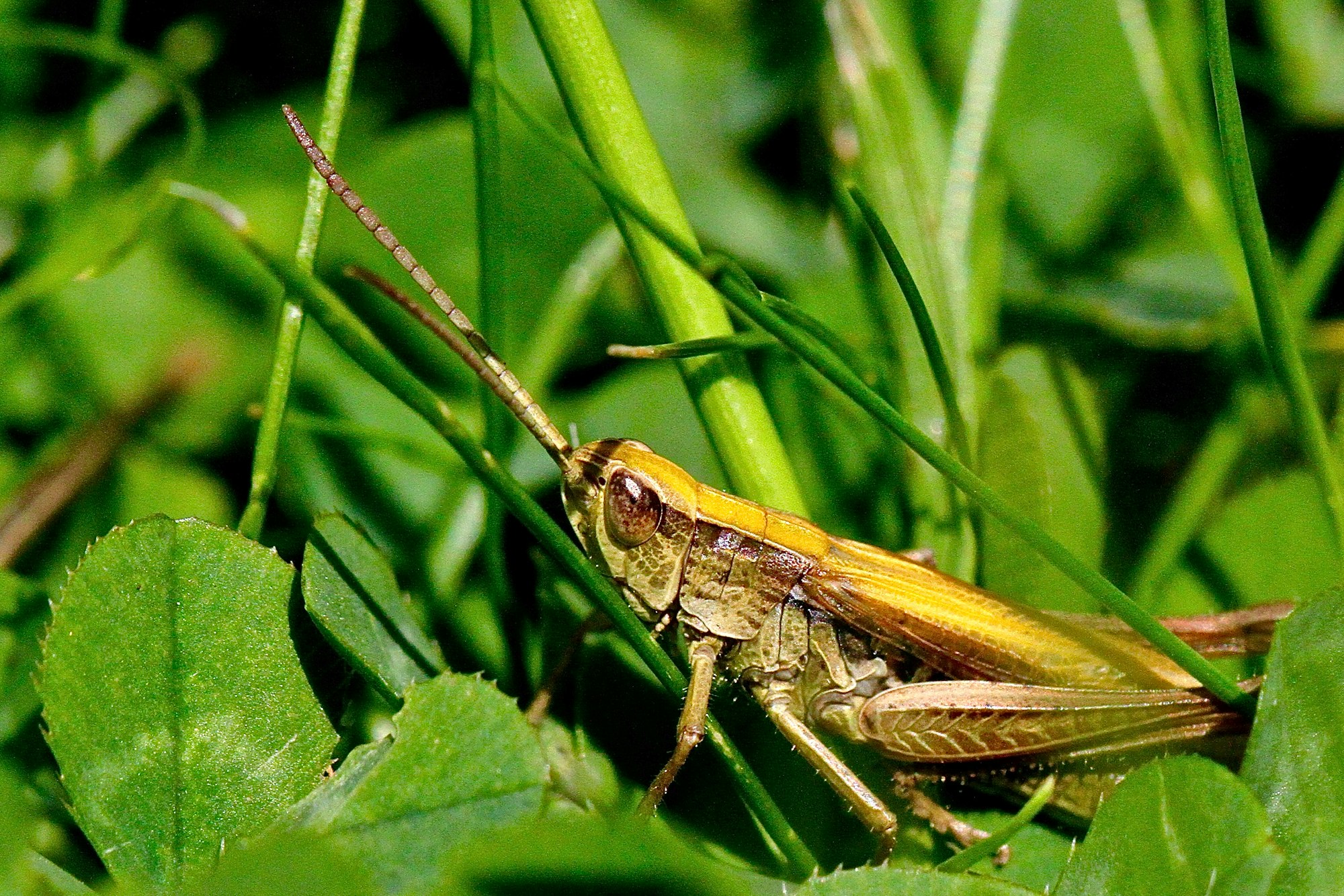 "Bite-Sized Solutions: How to Detect Insect Protein in Your Food"