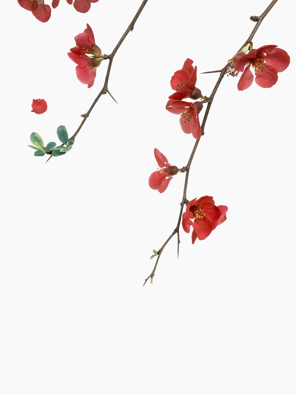 rotblättrige Blüten mit weißem Hintergrund