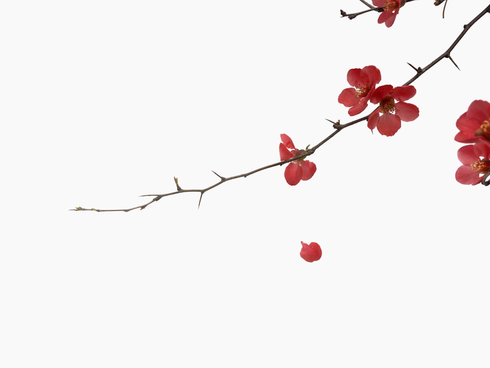 Más de 30 000 imágenes de ramas de flores | Descargar imágenes gratis en  Unsplash