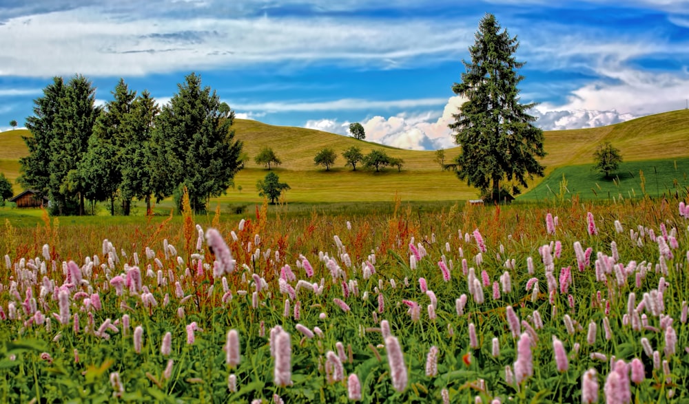 field of pink petaled flowers