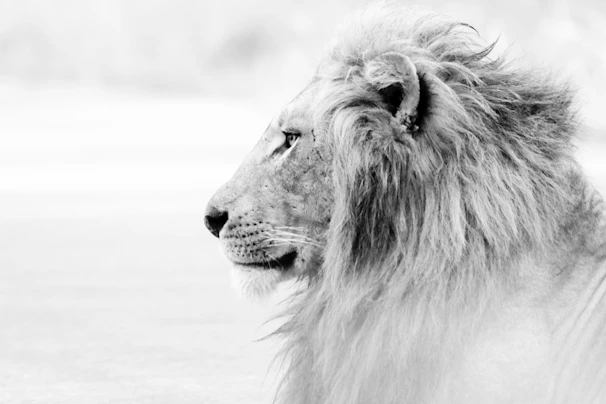 Black and white portrait of a lion with a windswept mane against a blurred background.