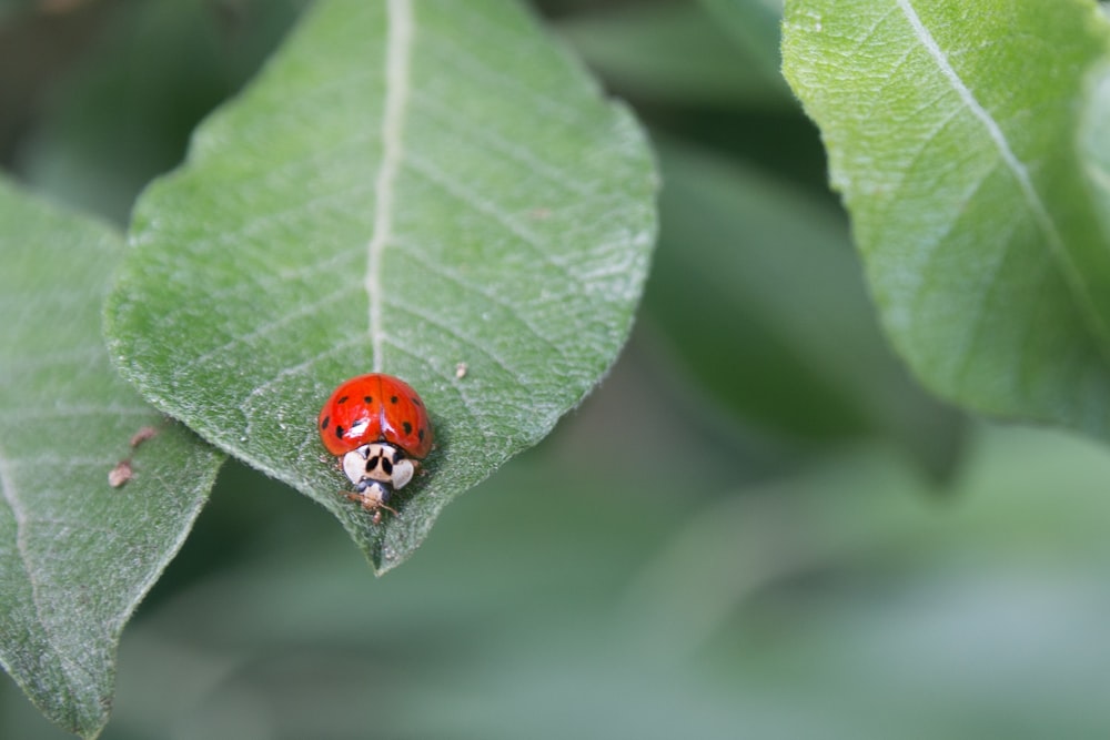 insetto rosso e bianco su pianta verde